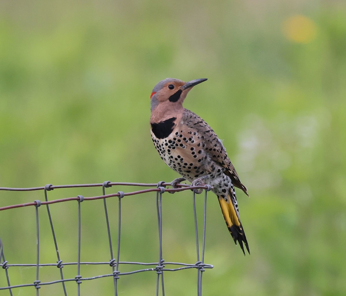 Northern Flicker - ML619158356