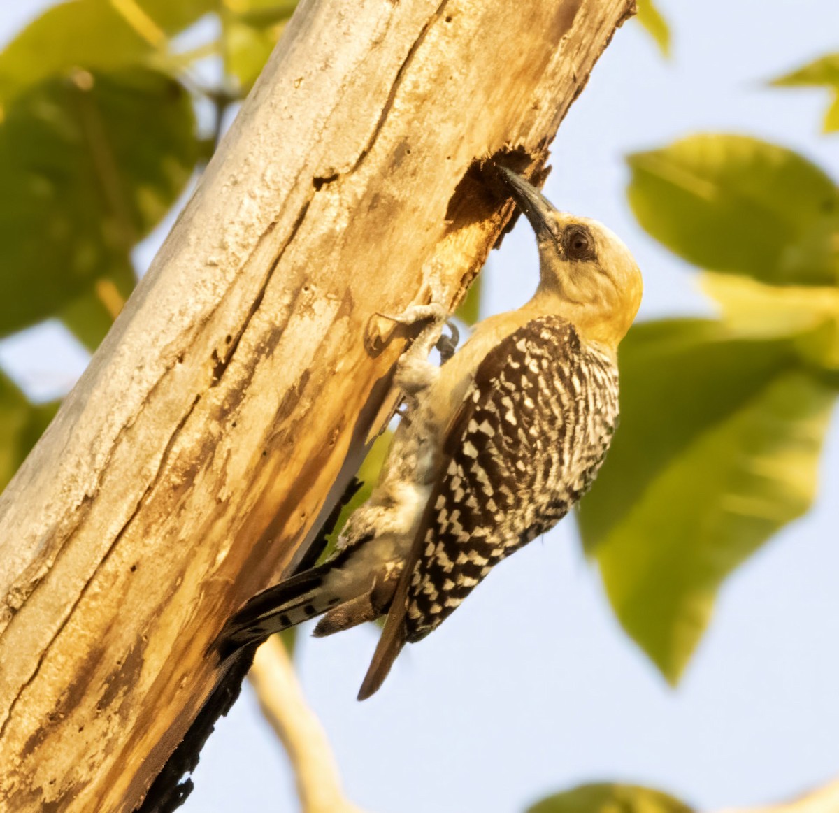 Hoffmann's Woodpecker - Bonnie Graham