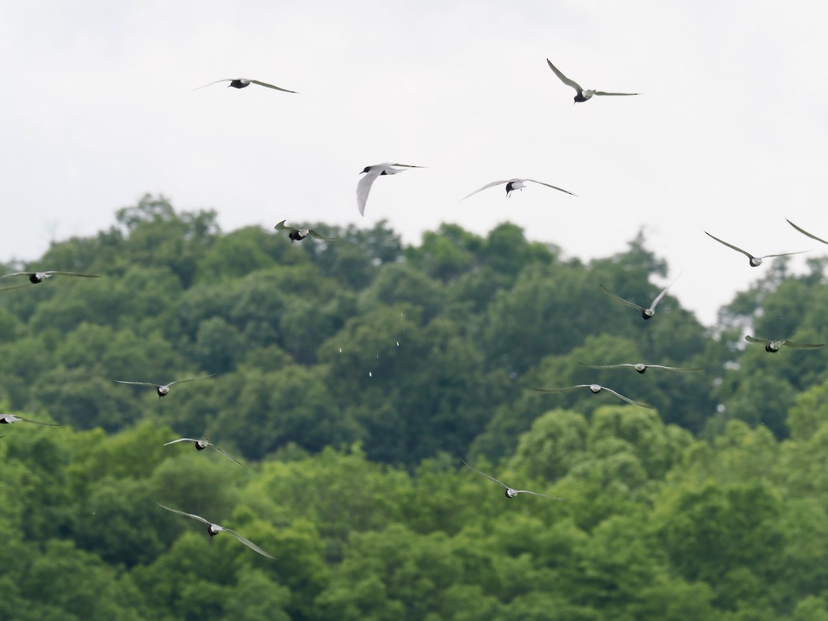 Black Tern - ML619158373