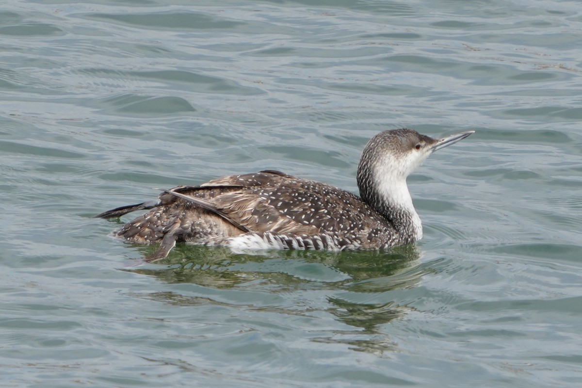 Red-throated Loon - Annette Teng