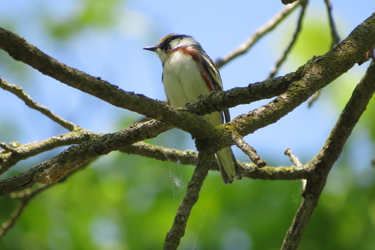 Chestnut-sided Warbler - suzanne pudelek