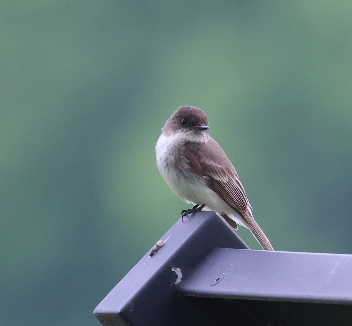 Eastern Phoebe - ML619158392