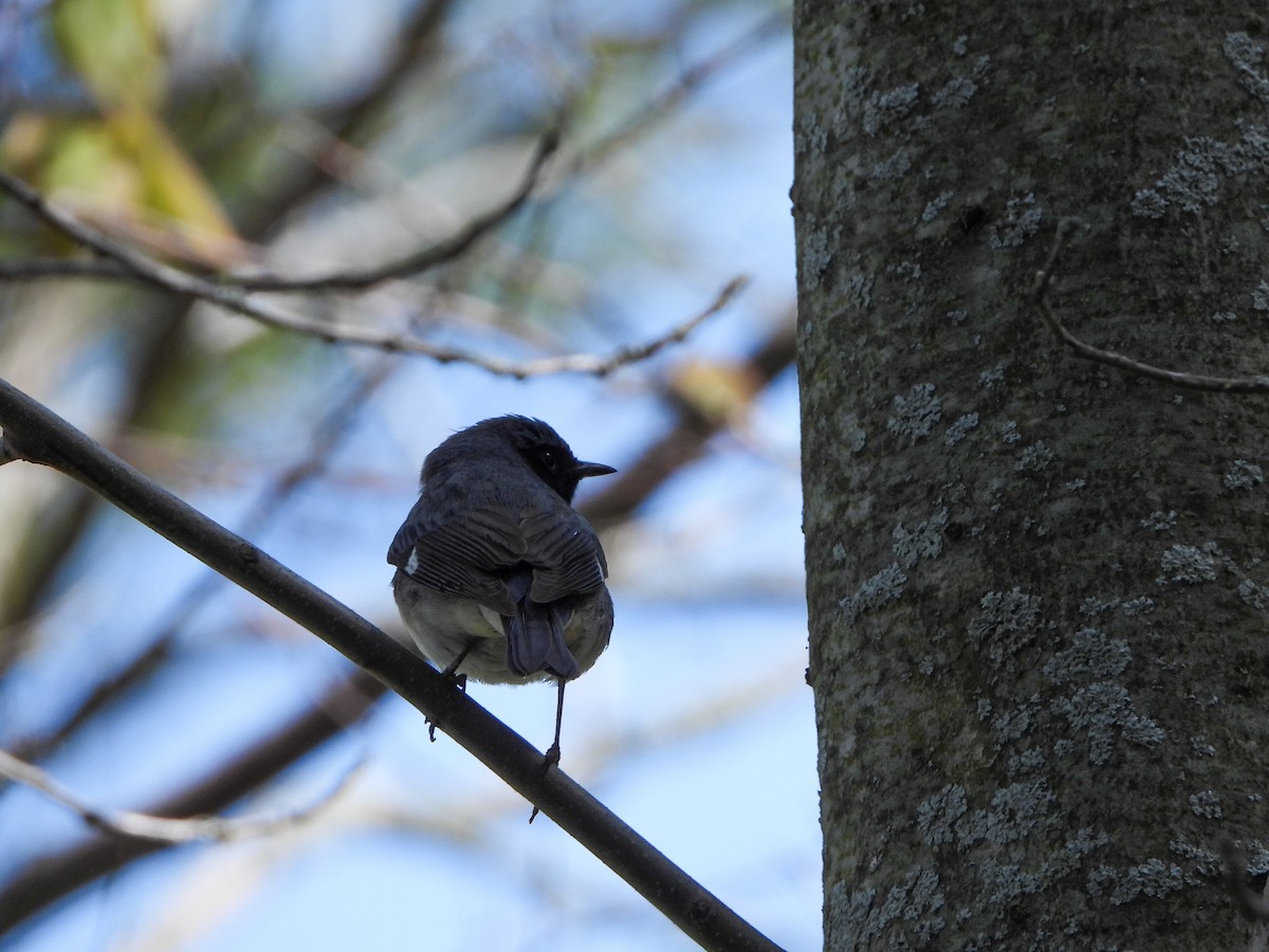 Black-throated Blue Warbler - Samuel Burckhardt