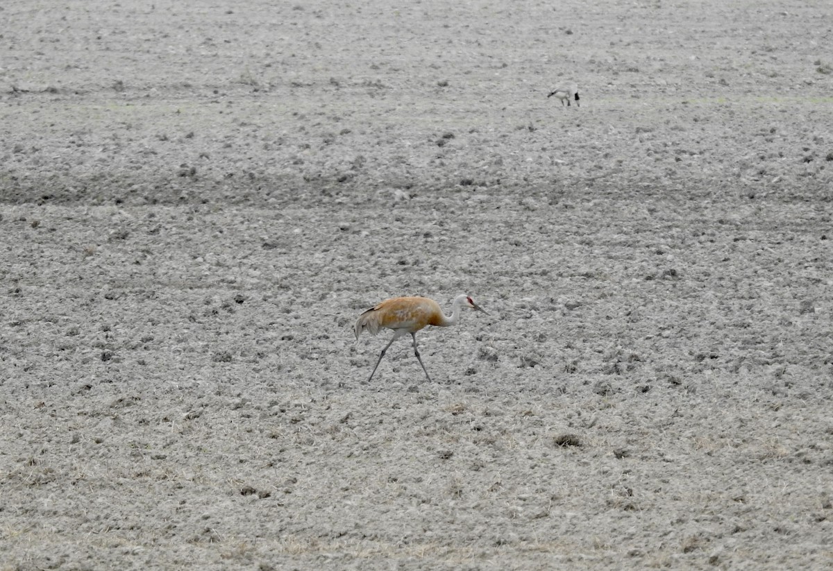 Sandhill Crane - Sachi Snively