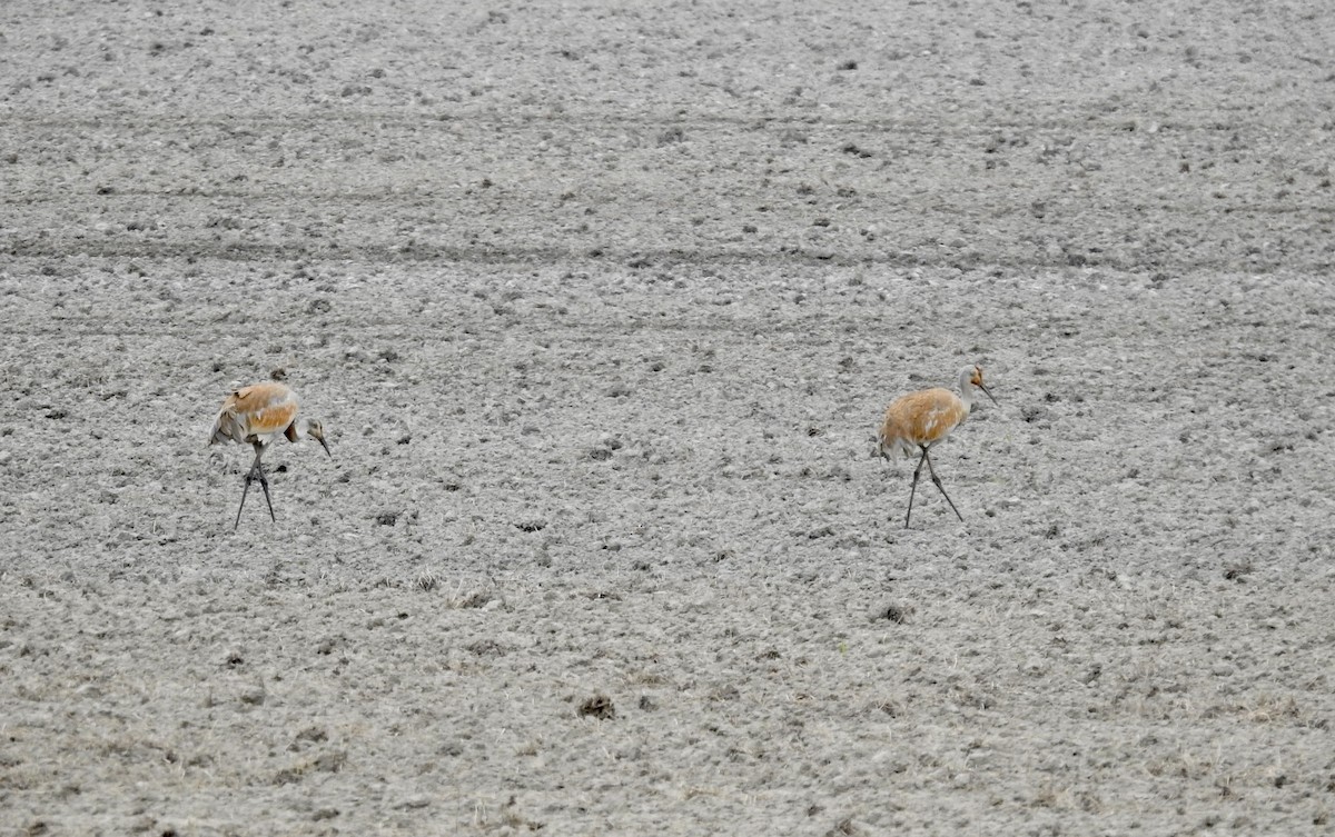 Sandhill Crane - Sachi Snively