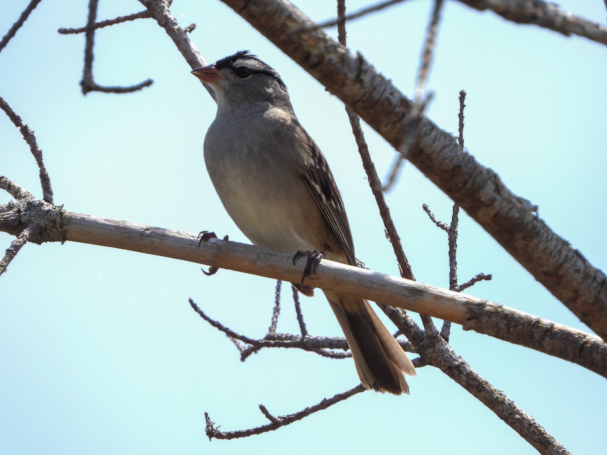 White-crowned Sparrow - Samuel Burckhardt