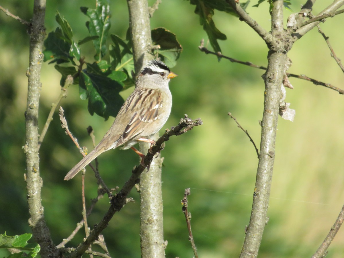 White-crowned Sparrow - ML619158430