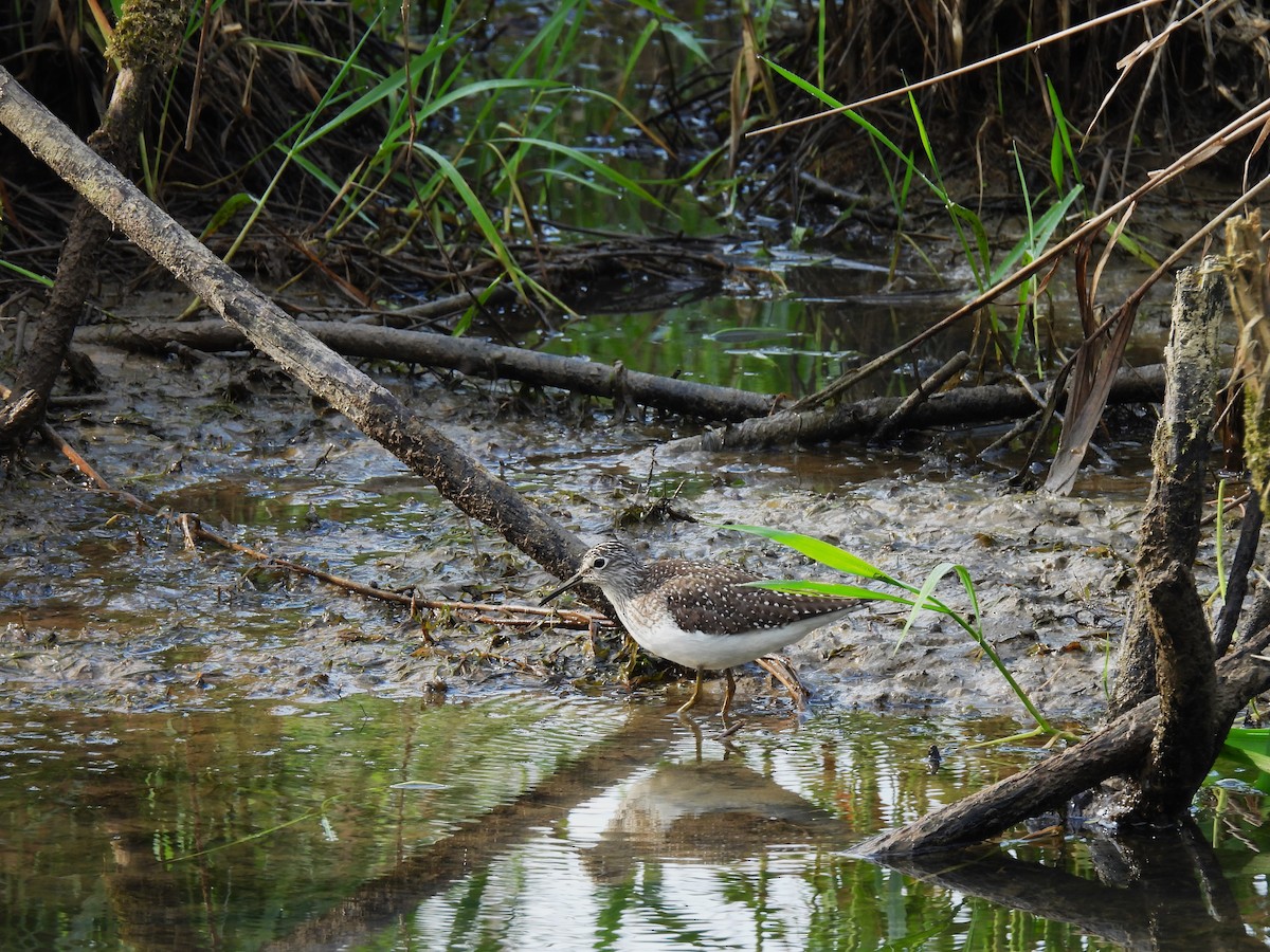 Solitary Sandpiper - Kimberly Berry