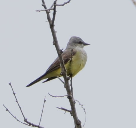 Western Kingbird - Diane Etchison