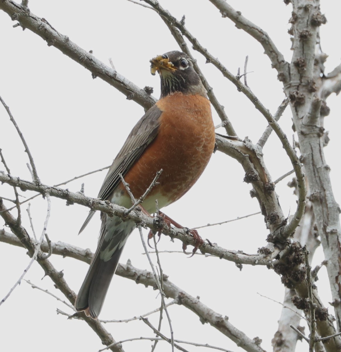 American Robin - Diane Etchison