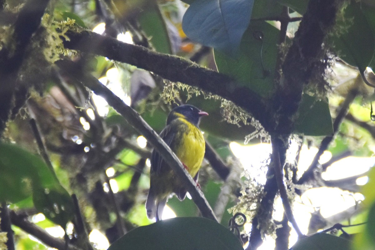 Green-and-black Fruiteater - irina shulgina