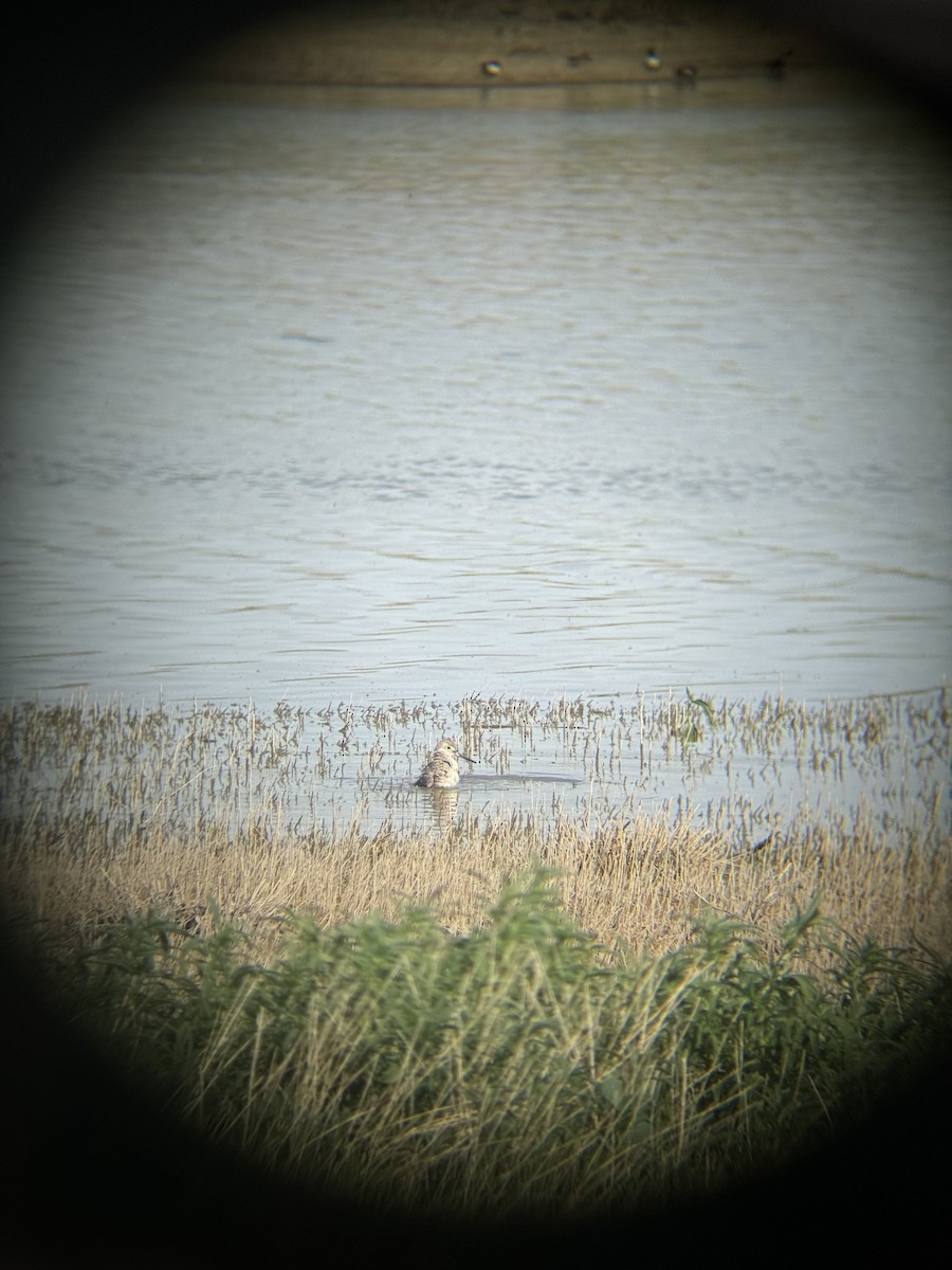 Willet - Rory Van Lieu