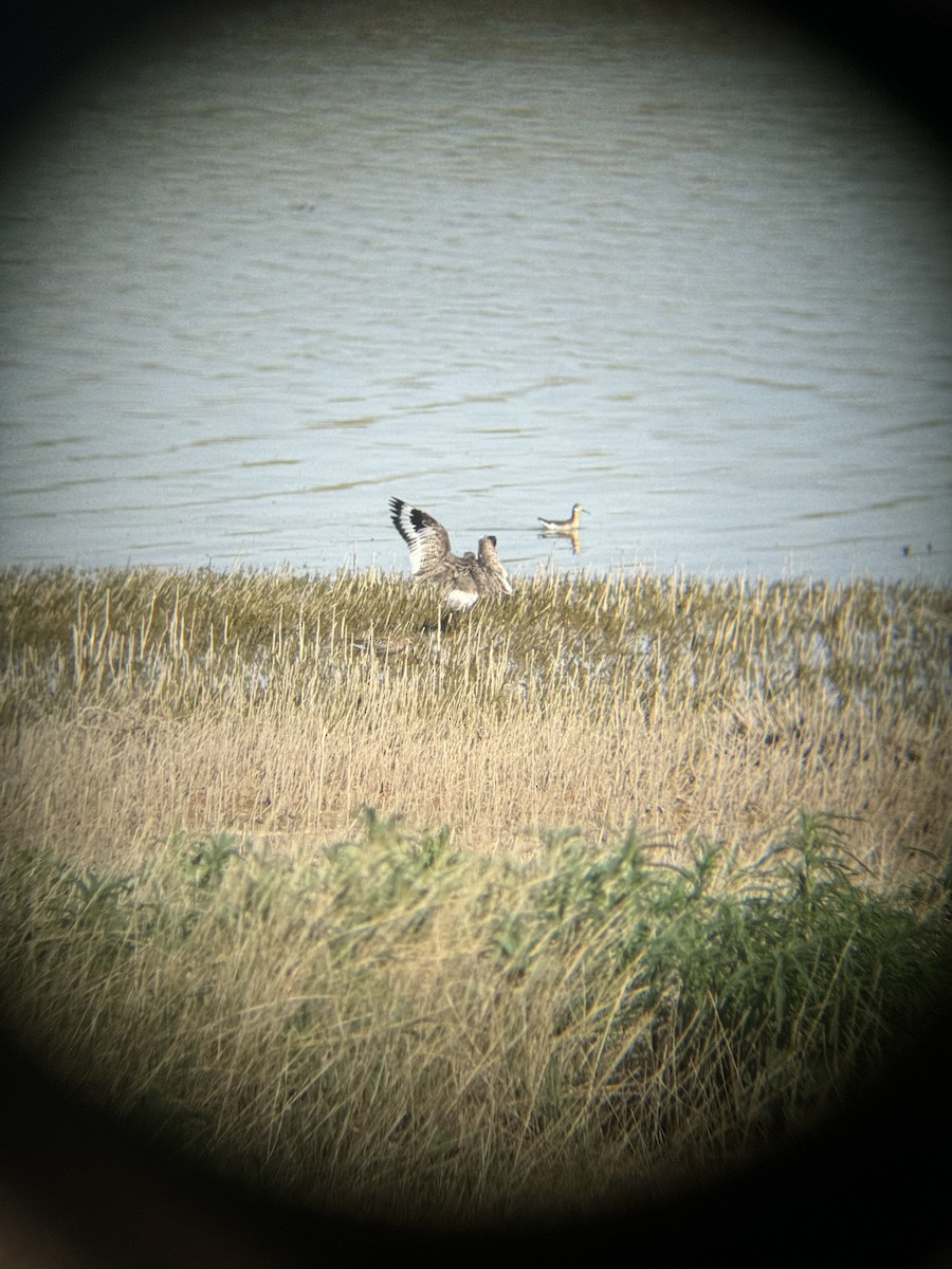 Willet - Rory Van Lieu