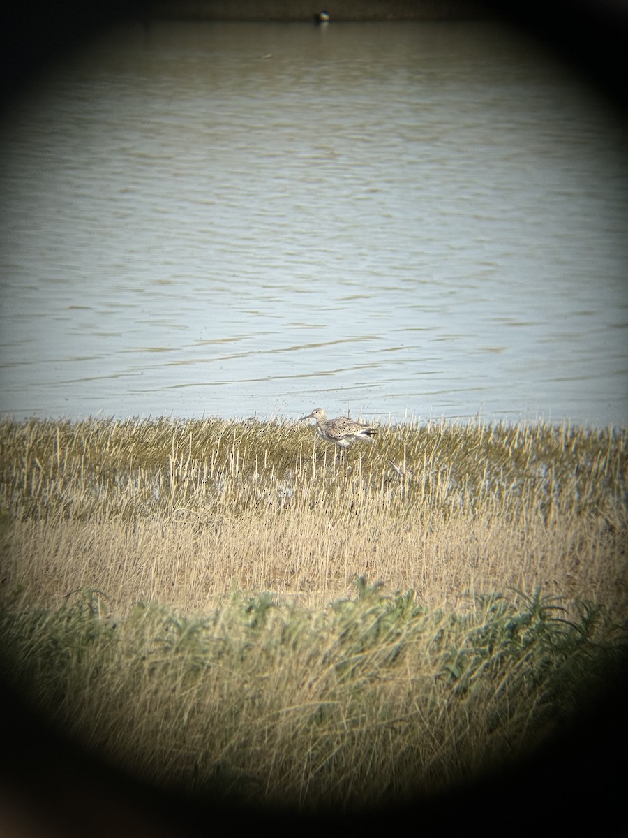 Willet - Rory Van Lieu