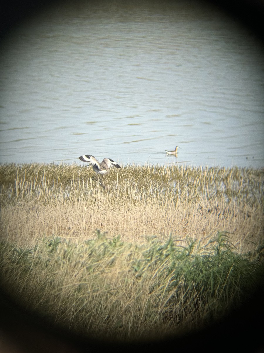 Willet - Rory Van Lieu