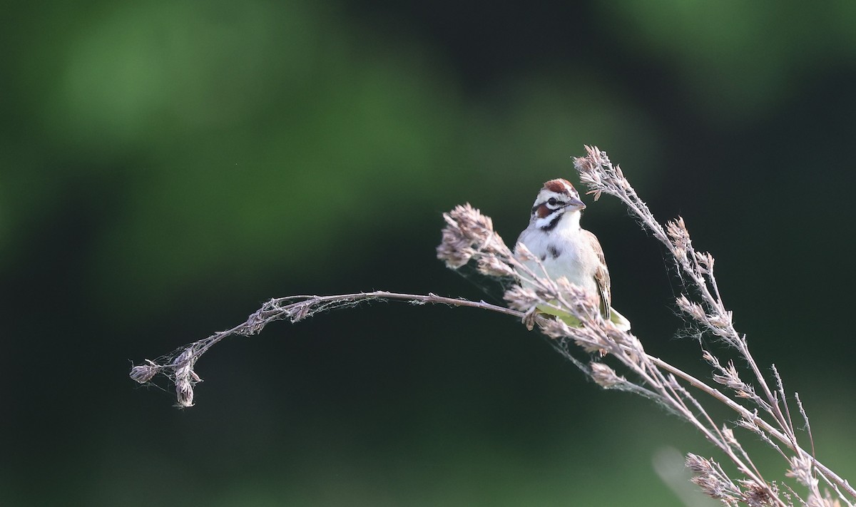 Lark Sparrow - ML619158485