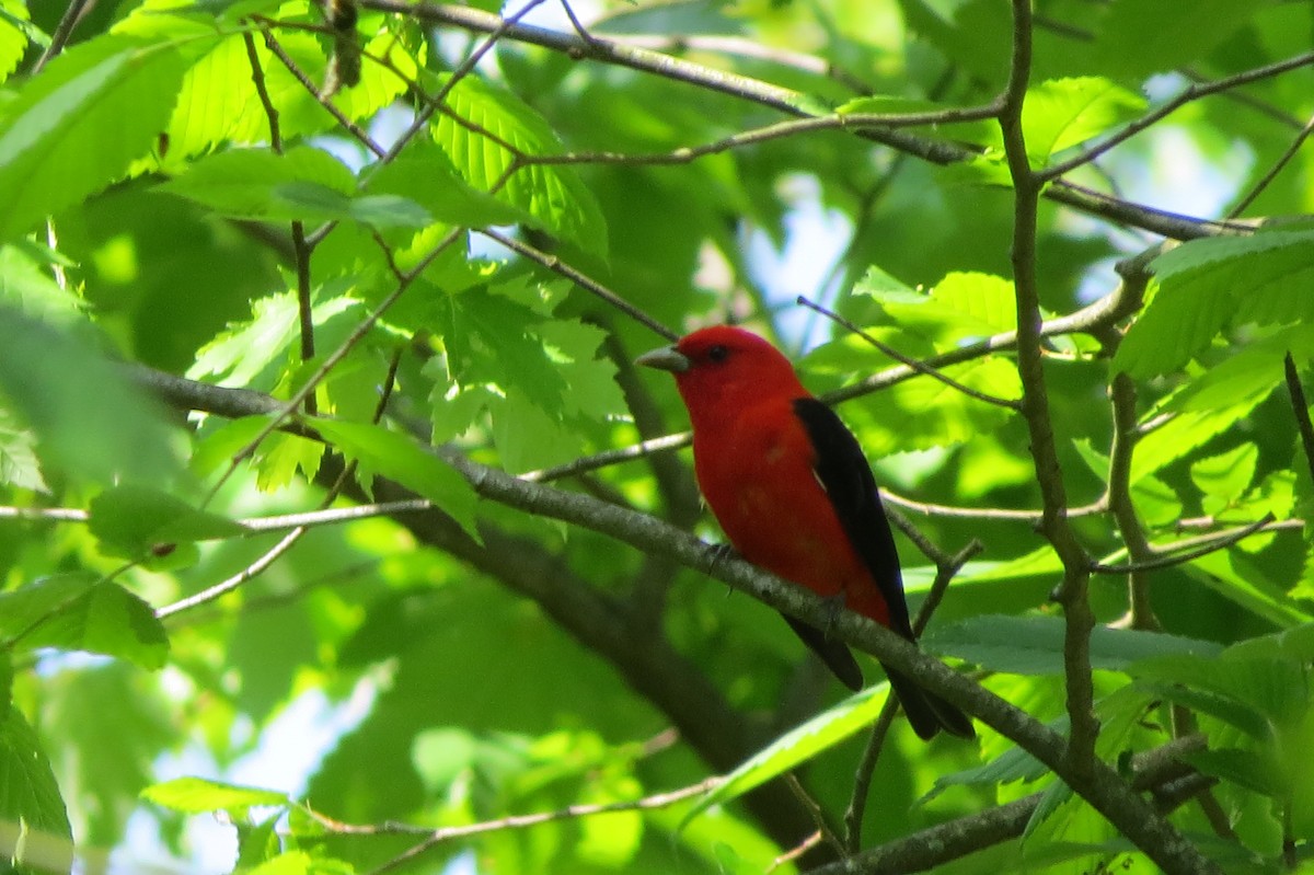 Scarlet Tanager - suzanne pudelek