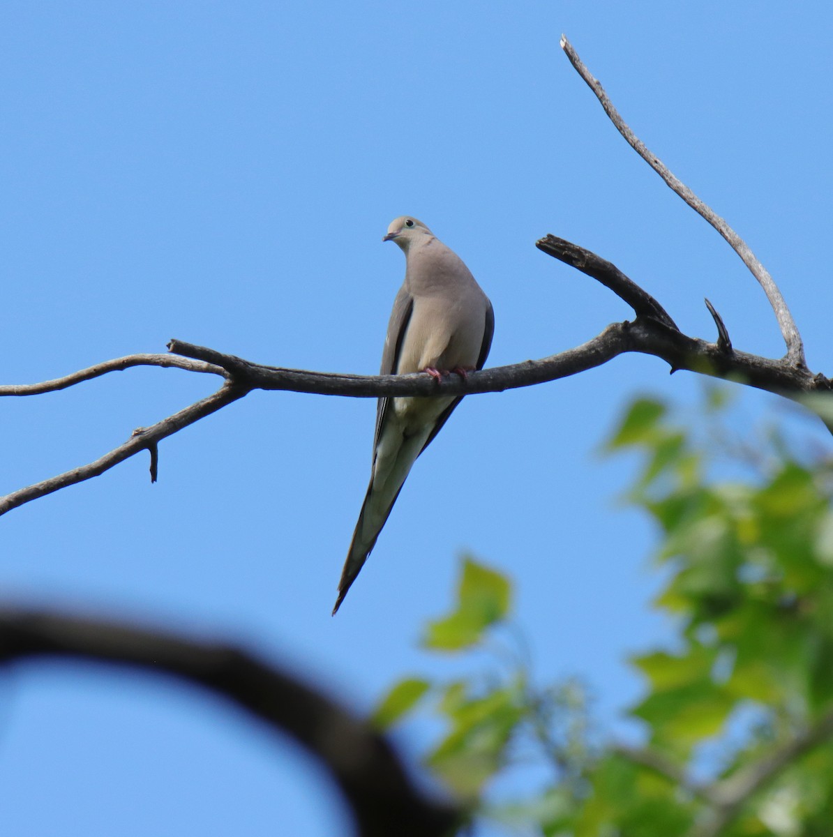 Mourning Dove - Tim Leppek