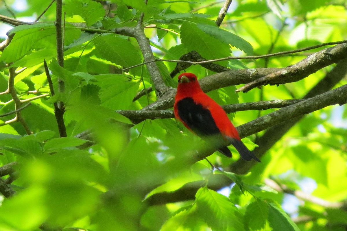 Scarlet Tanager - suzanne pudelek