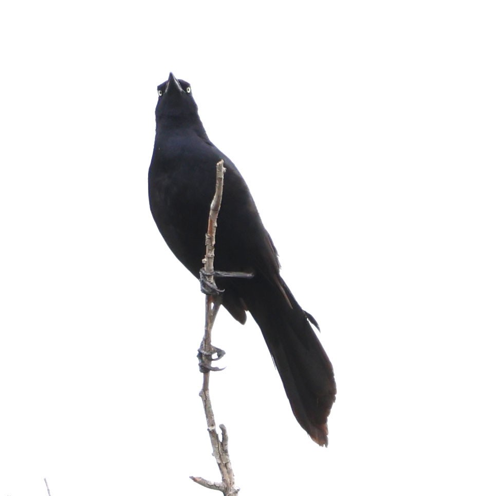 Great-tailed Grackle - ML619158508