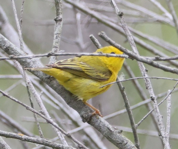 Yellow Warbler - Diane Etchison