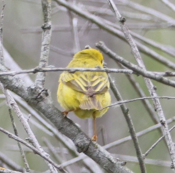 Yellow Warbler - Diane Etchison