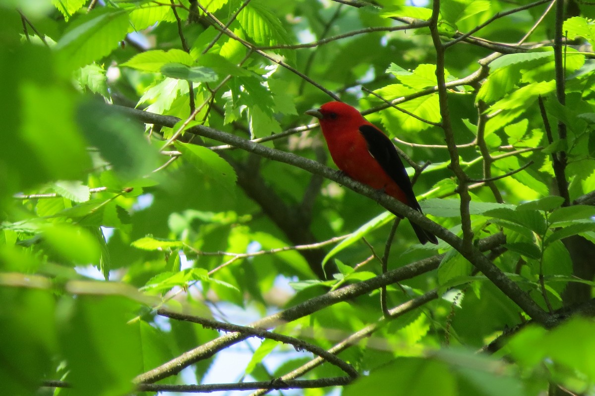 Scarlet Tanager - suzanne pudelek