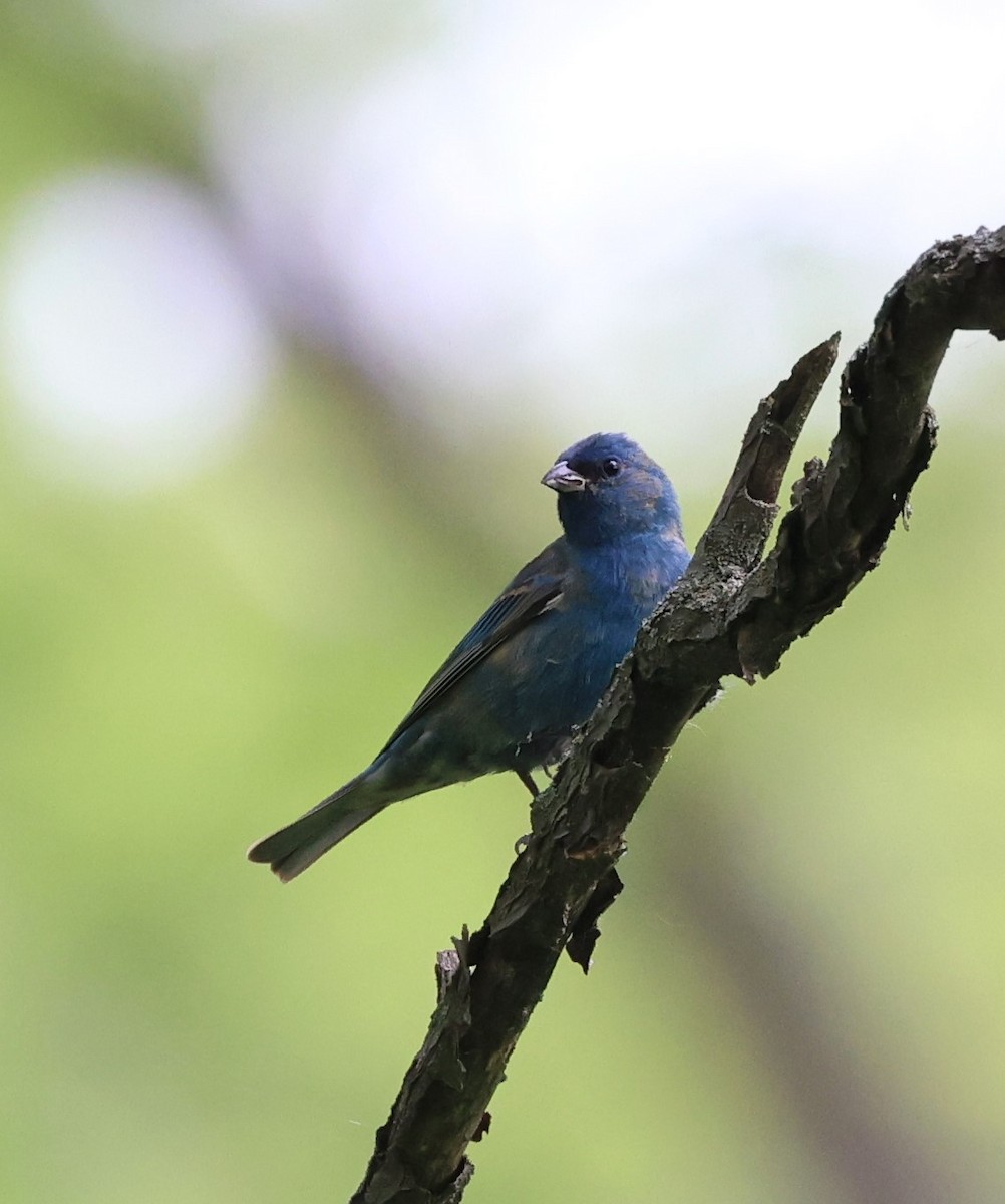 Indigo Bunting - ML619158531