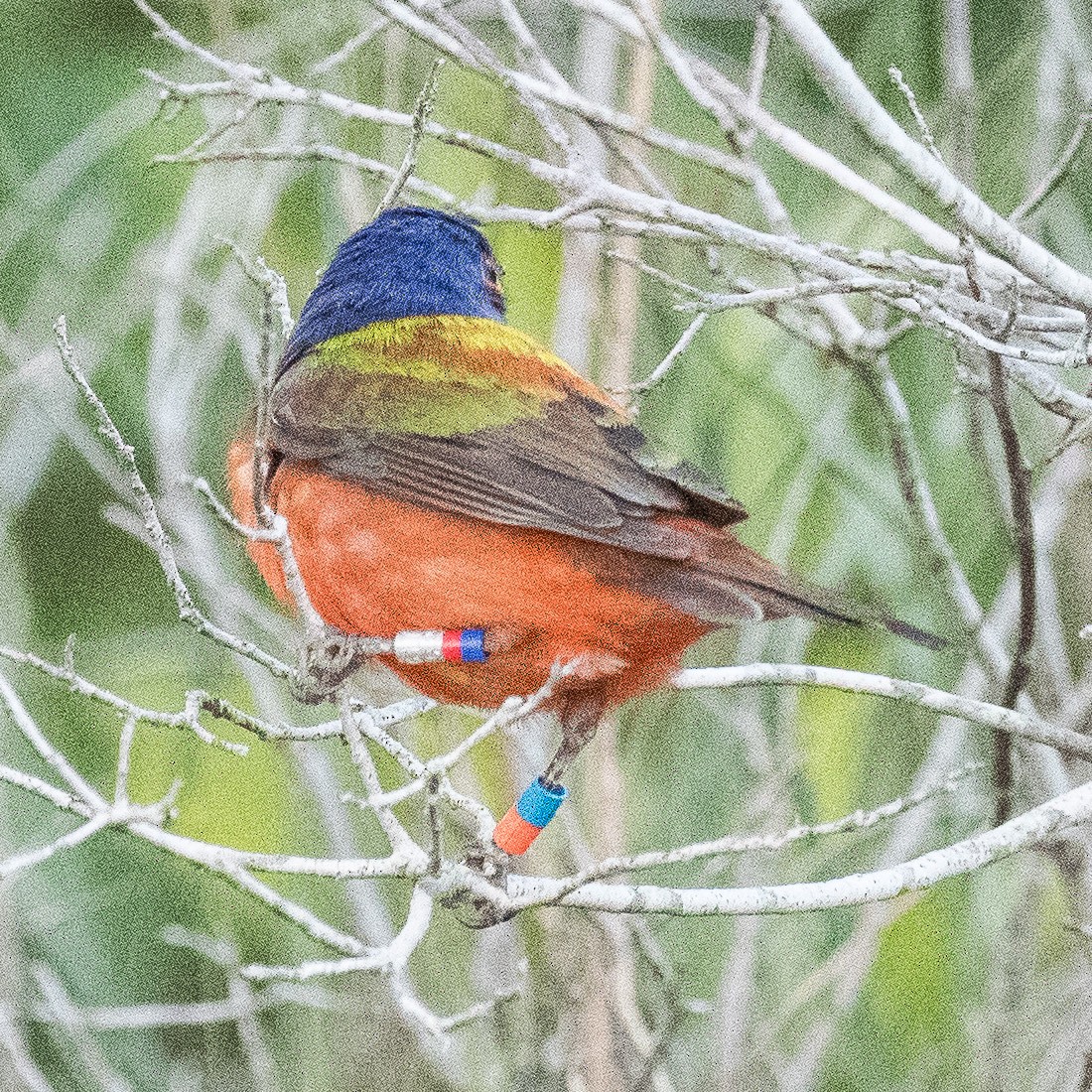 Painted Bunting - Liling Warren