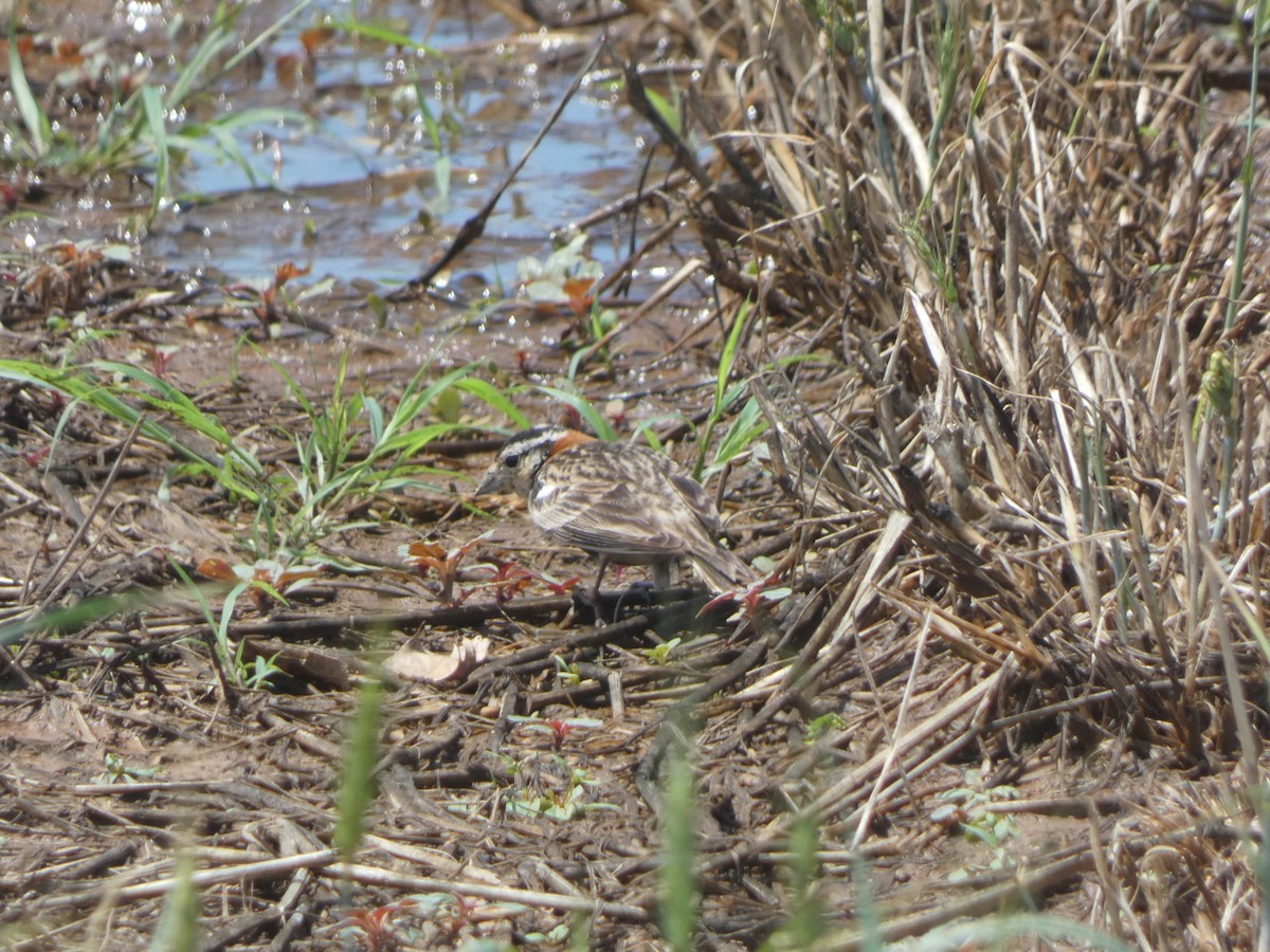 Chestnut-collared Longspur - ML619158540