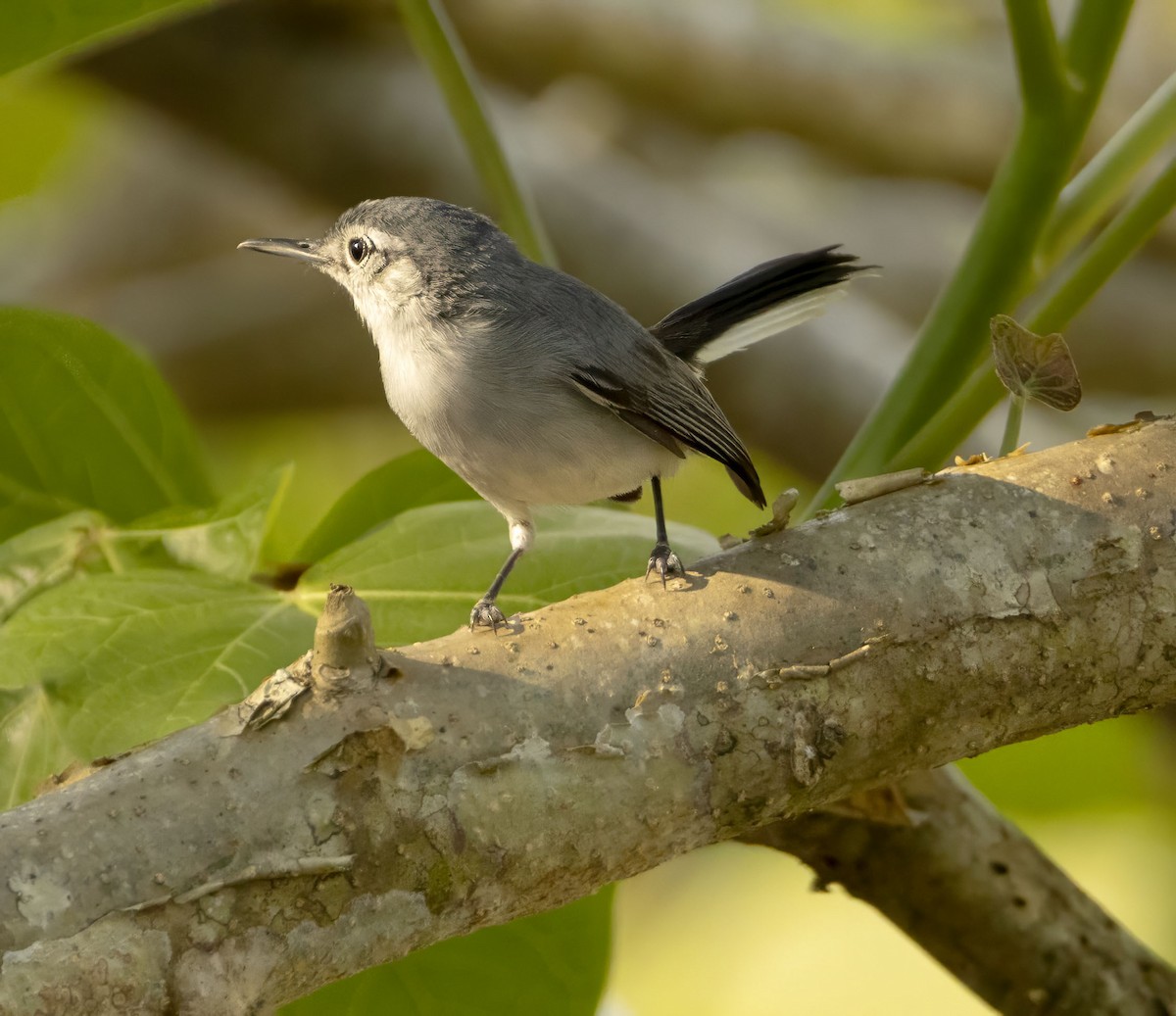 White-browed Gnatcatcher - ML619158545