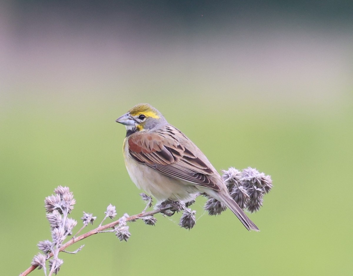 Dickcissel - Vicky Sroczynski