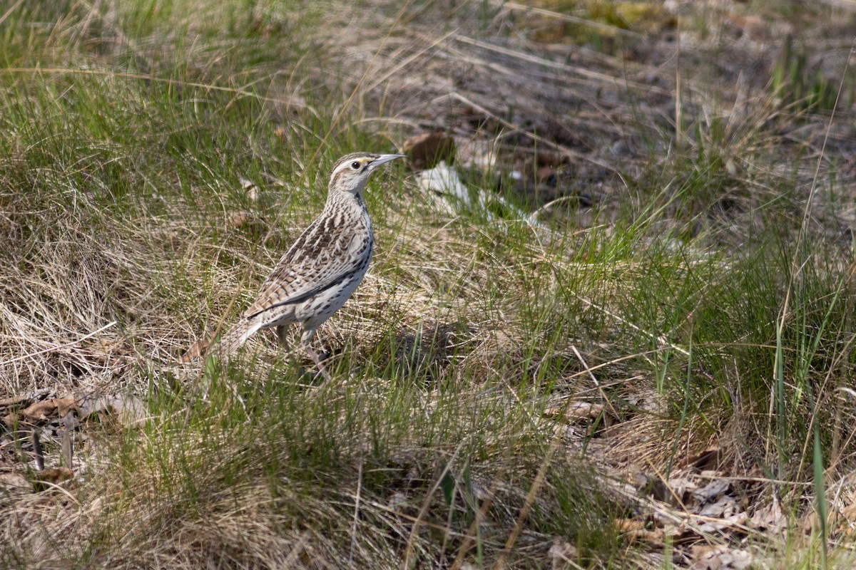 Western Meadowlark - Marshall Iliff