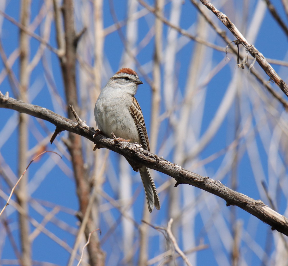 Chipping Sparrow - Tim Leppek