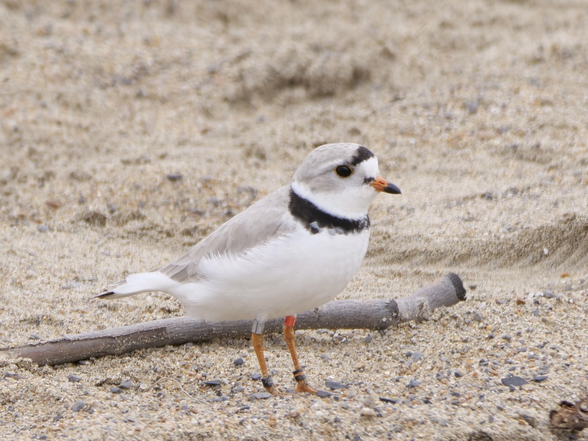 Piping Plover - Aidan Hamilton