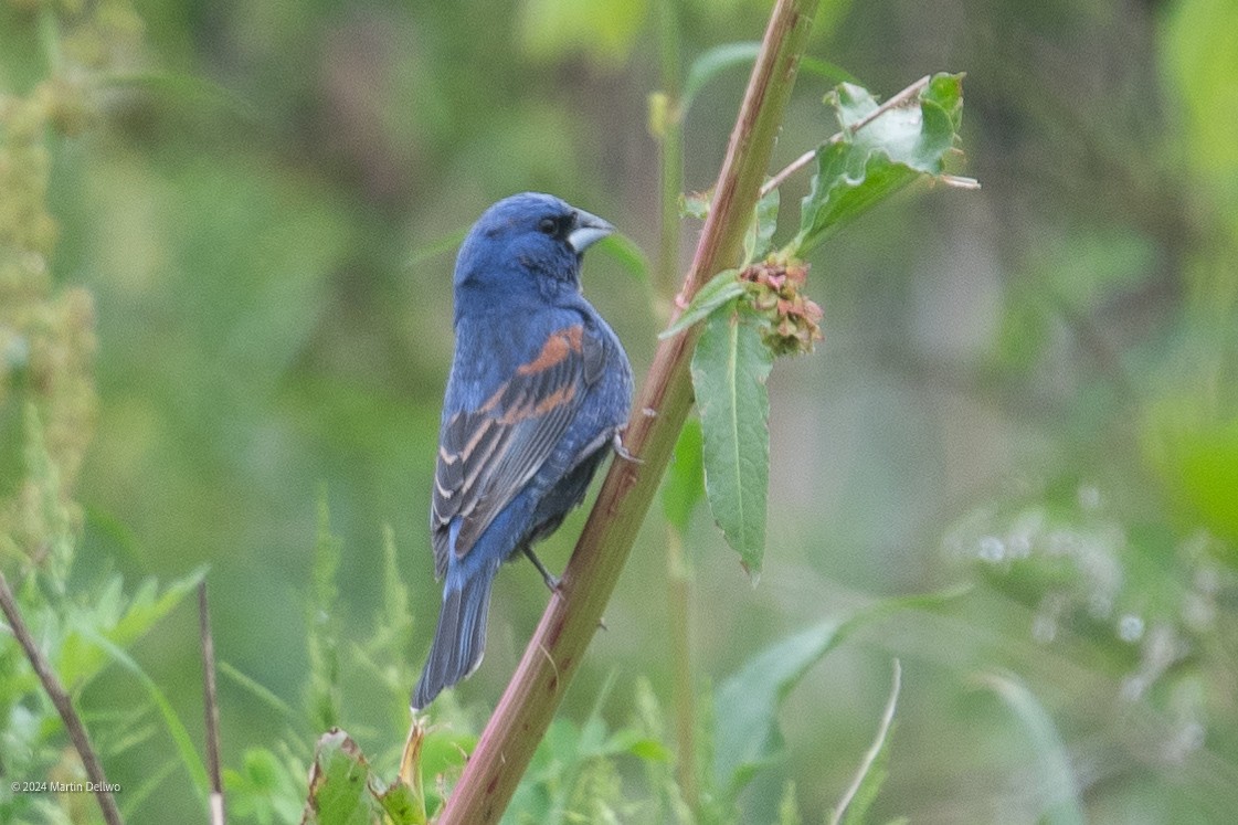 Blue Grosbeak - Martin Dellwo