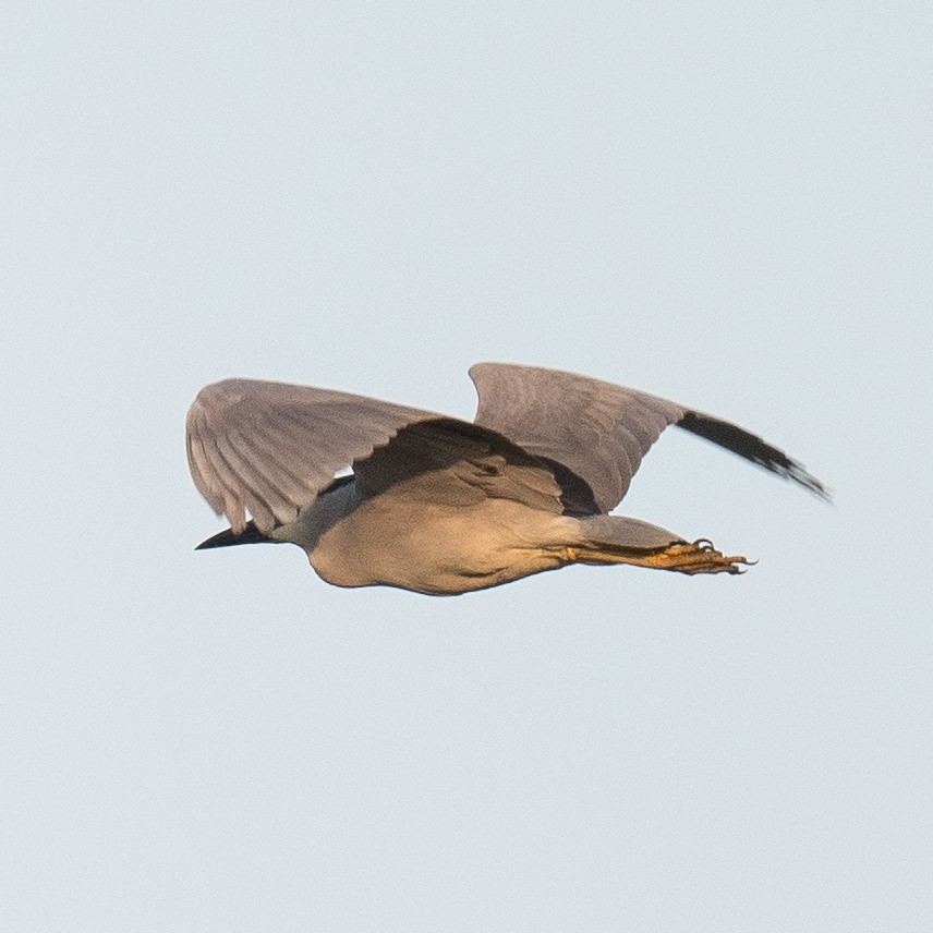 Black-crowned Night Heron - Liling Warren
