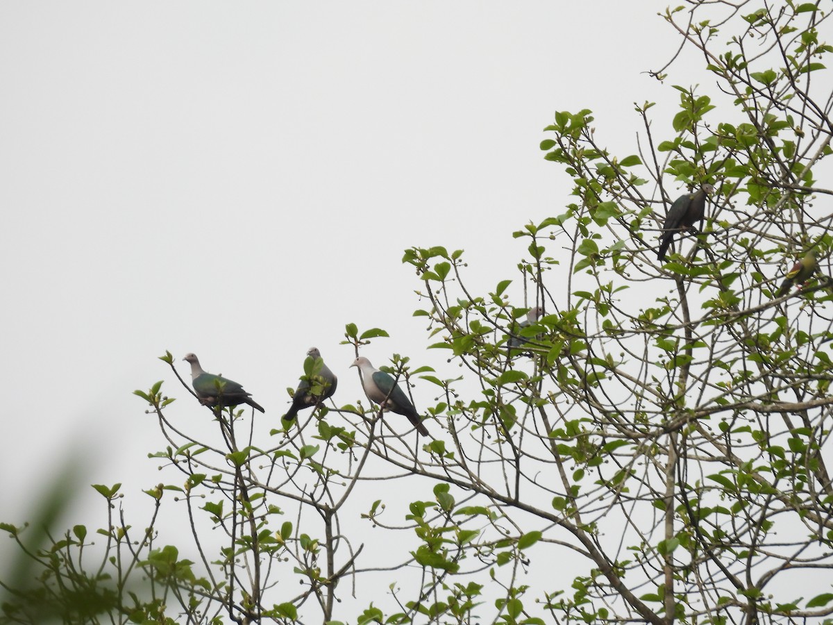 Green Imperial-Pigeon - Rahul Kumaresan