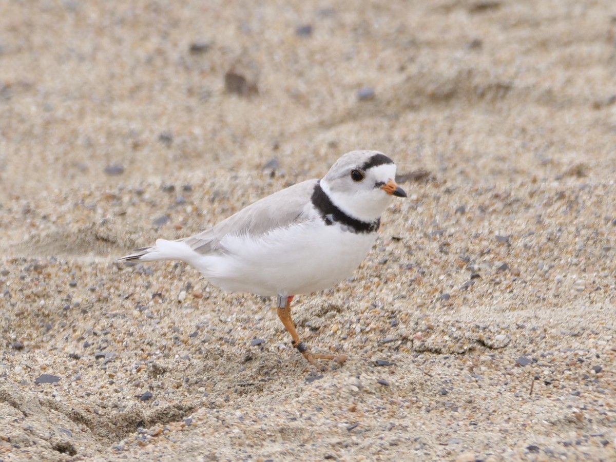 Piping Plover - Aidan Hamilton