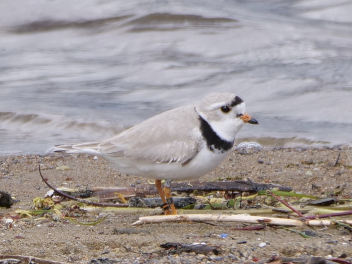 Piping Plover - Aidan Hamilton