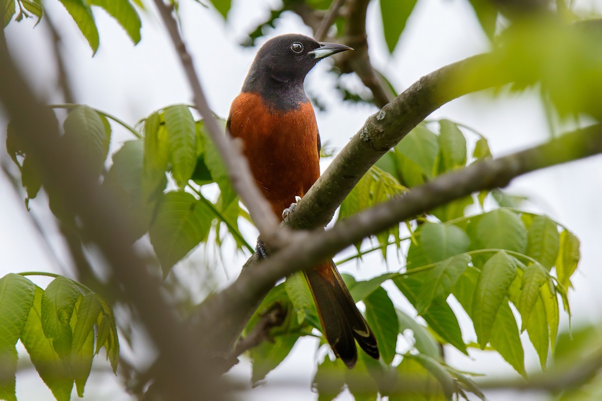 Orchard Oriole - PJ Smith