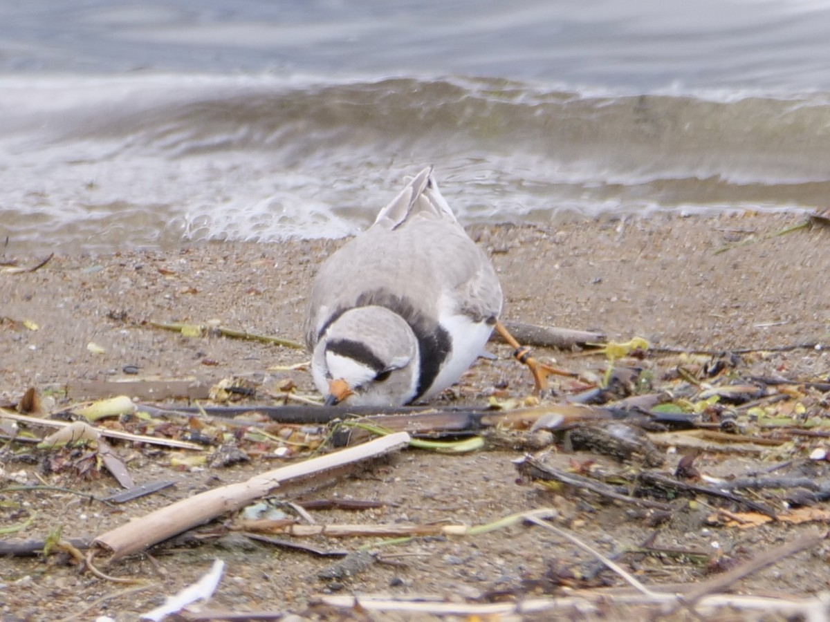 Piping Plover - Aidan Hamilton