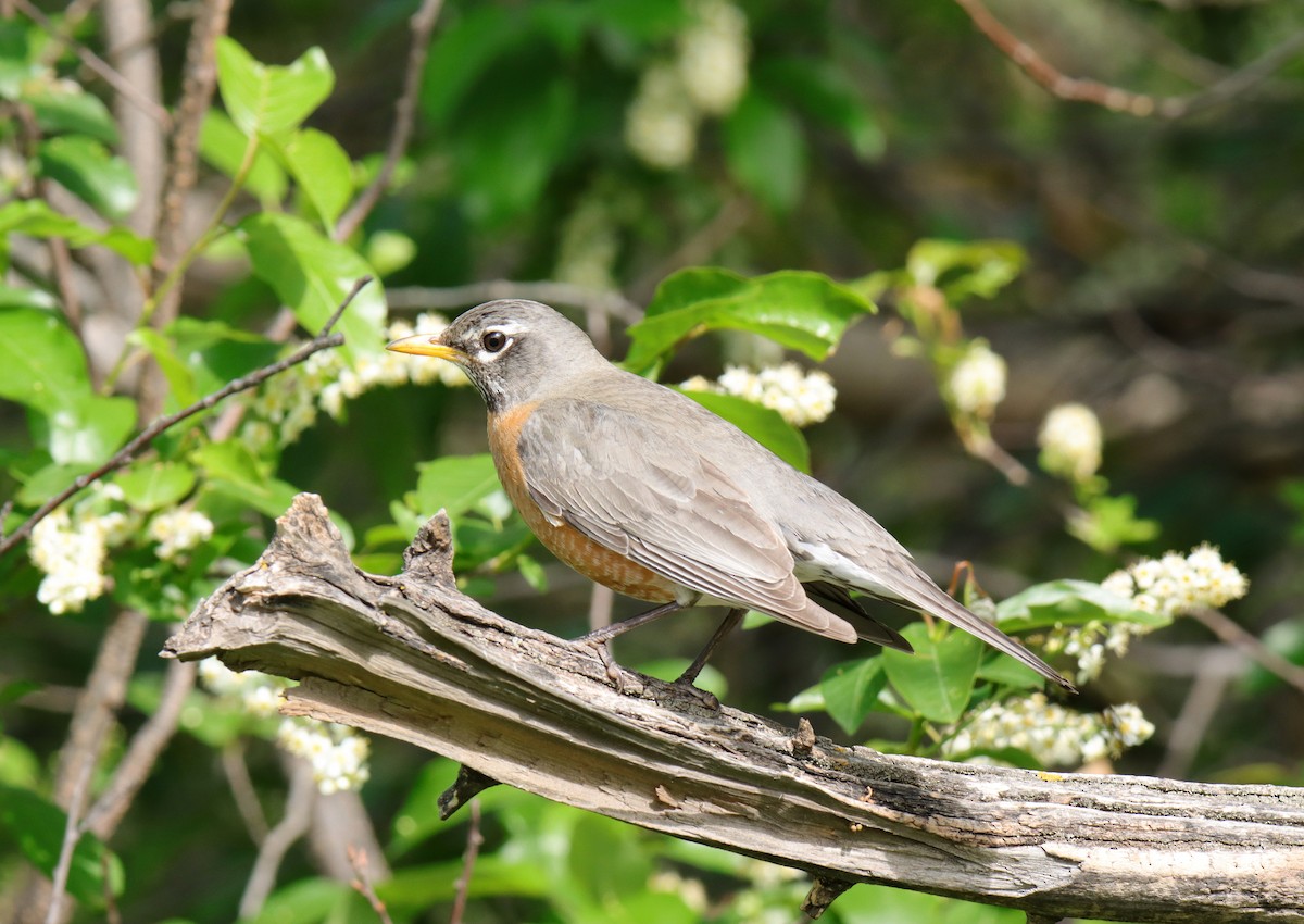 American Robin - Tim Leppek