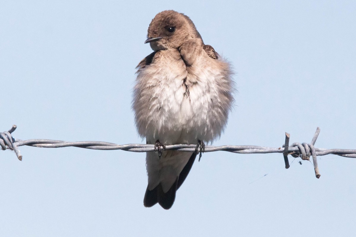 Northern Rough-winged Swallow - John Scharpen