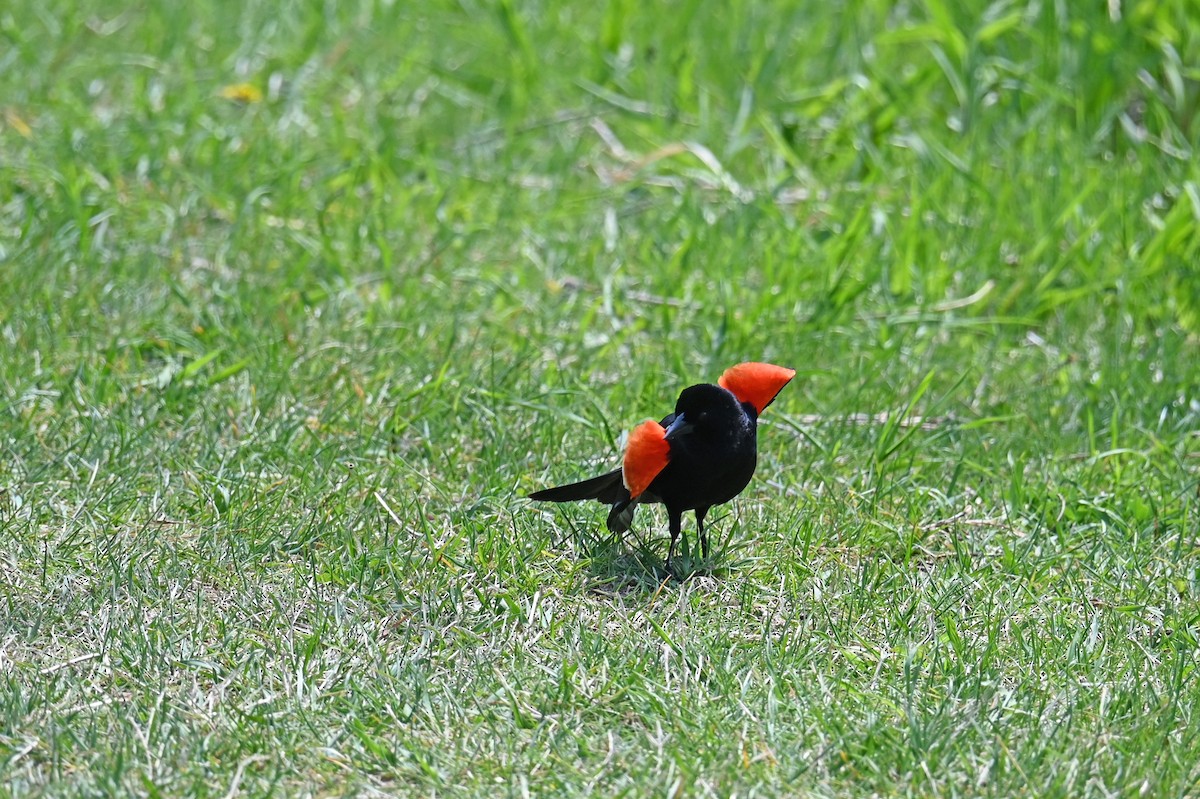 Red-winged Blackbird - Marie O'Neill