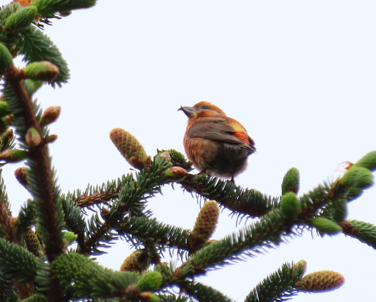 Red Crossbill - ML619158646