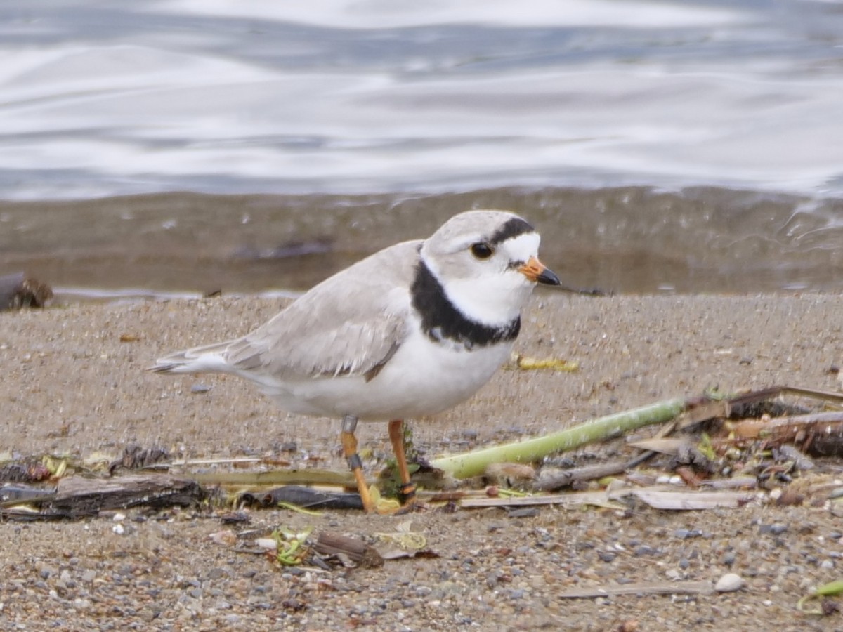 Piping Plover - Aidan Hamilton