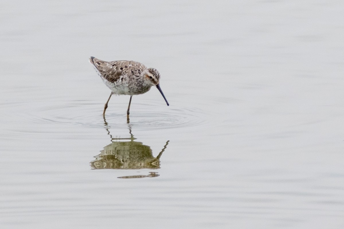 Stilt Sandpiper - Parker Marsh