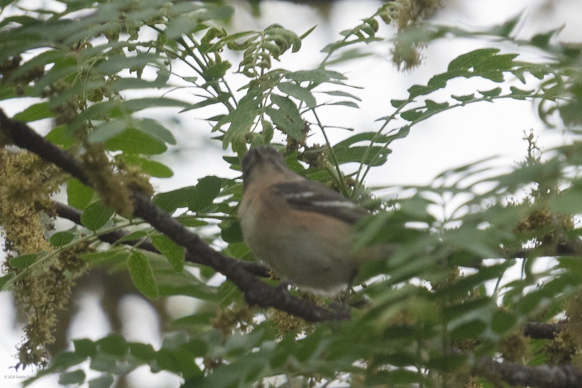 Bay-breasted Warbler - Martin Dellwo