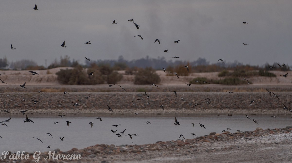 Chilean Swallow - Pablo Moreno